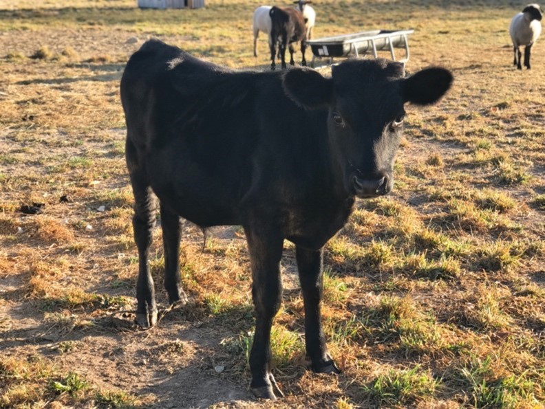 Meet Your Neighbor: Fishers AgriPark Animal Friends