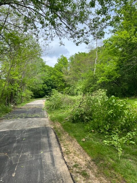 a trail surrounded by grass and tree branches