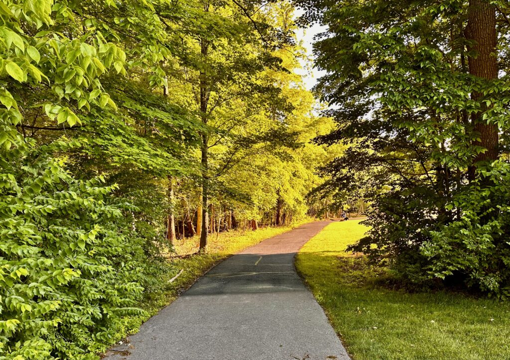 a trail surrounded by trees