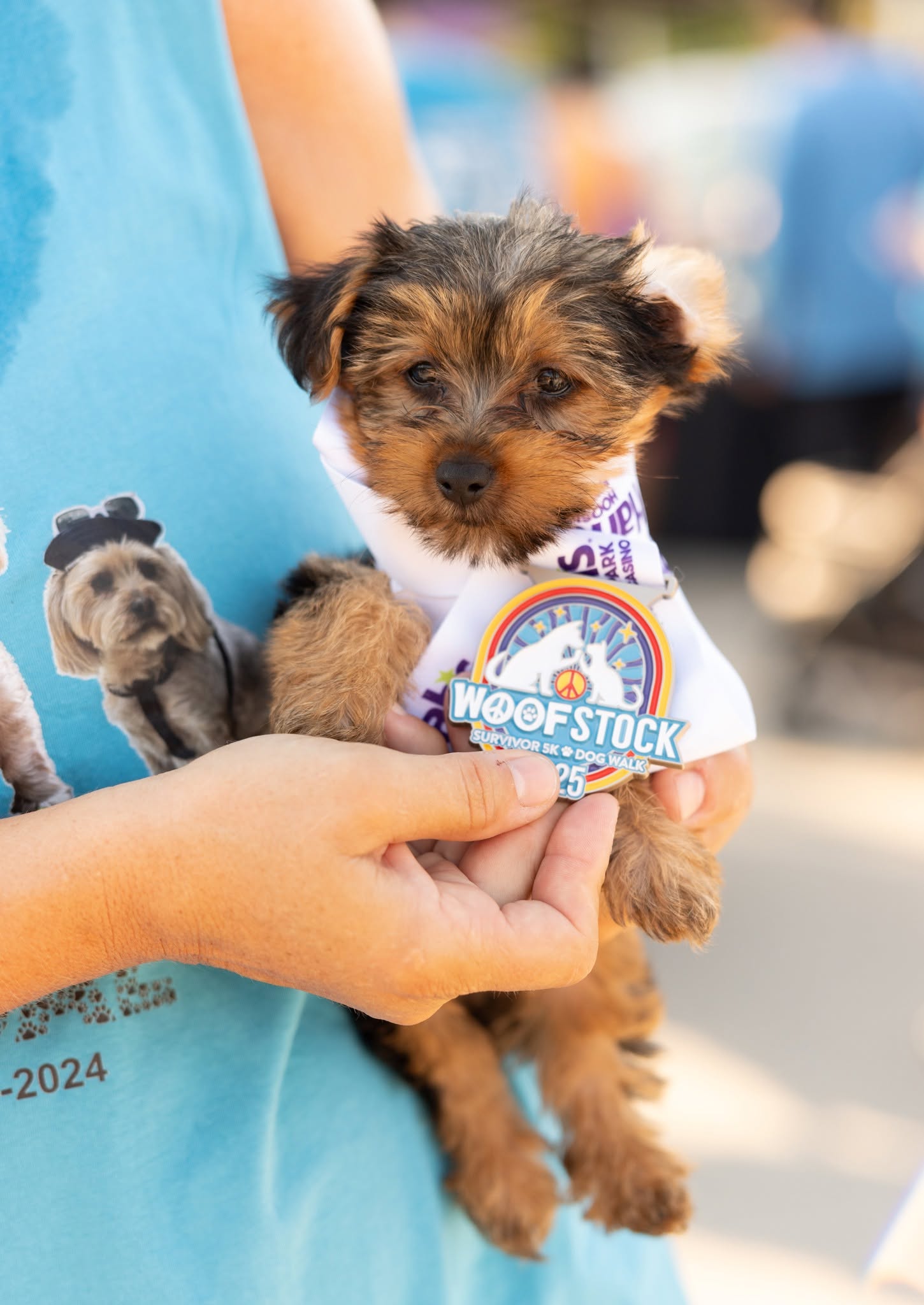 Small fluffy puppy being held by a person in a blue shirt, wearing a Woofstock medal/badge at a dog event.